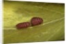 Porphyrophora sophorae (scale insect) - male larvae by Anonymous