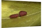 Porphyrophora sophorae (scale insect) - male larvae by Anonymous