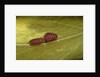 Porphyrophora sophorae (scale insect) - male larvae by Anonymous