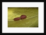 Porphyrophora sophorae (scale insect) - male larvae by Anonymous