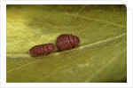 Porphyrophora sophorae (scale insect) - male larvae by Anonymous