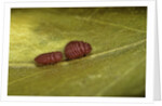Porphyrophora sophorae (scale insect) - male larvae by Anonymous