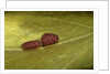 Porphyrophora sophorae (scale insect) - male larvae by Anonymous