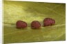 Porphyrophora sophorae (scale insect) - male larvae by Anonymous