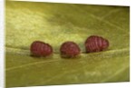 Porphyrophora sophorae (scale insect) - male larvae by Anonymous