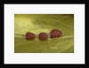 Porphyrophora sophorae (scale insect) - male larvae by Anonymous