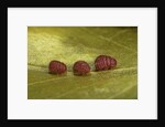 Porphyrophora sophorae (scale insect) - male larvae by Anonymous