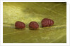Porphyrophora sophorae (scale insect) - male larvae by Anonymous