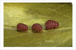 Porphyrophora sophorae (scale insect) - male larvae by Anonymous