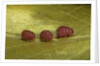 Porphyrophora sophorae (scale insect) - male larvae by Anonymous