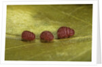 Porphyrophora sophorae (scale insect) - male larvae by Anonymous
