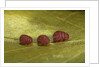 Porphyrophora sophorae (scale insect) - male larvae by Anonymous