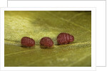 Porphyrophora sophorae (scale insect) - male larvae by Anonymous