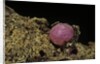 Porphyrophora violaceae (scale insect) - cyst by Anonymous