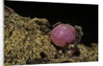 Porphyrophora violaceae (scale insect) - cyst by Anonymous
