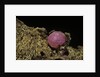 Porphyrophora violaceae (scale insect) - cyst by Anonymous