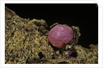 Porphyrophora violaceae (scale insect) - cyst by Anonymous