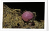 Porphyrophora violaceae (scale insect) - cyst by Anonymous