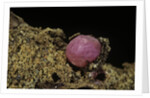 Porphyrophora violaceae (scale insect) - cyst by Anonymous
