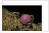 Porphyrophora violaceae (scale insect) - cyst by Anonymous