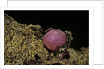 Porphyrophora violaceae (scale insect) - cyst by Anonymous