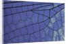 dragonfly wing - detail by Anonymous