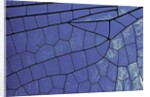 dragonfly wing - detail by Anonymous