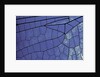 dragonfly wing - detail by Anonymous