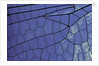 dragonfly wing - detail by Anonymous