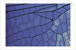 dragonfly wing - detail by Anonymous
