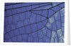 dragonfly wing - detail by Anonymous