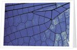 dragonfly wing - detail by Anonymous