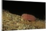 Porphyrophora violaceae (scale insect) - male larva by Anonymous