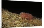 Porphyrophora violaceae (scale insect) - male larva by Anonymous