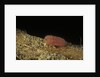 Porphyrophora violaceae (scale insect) - male larva by Anonymous