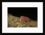 Porphyrophora violaceae (scale insect) - male larva by Anonymous