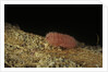 Porphyrophora violaceae (scale insect) - male larva by Anonymous