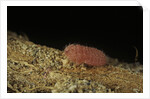 Porphyrophora violaceae (scale insect) - male larva by Anonymous
