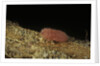 Porphyrophora violaceae (scale insect) - male larva by Anonymous