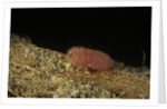Porphyrophora violaceae (scale insect) - male larva by Anonymous