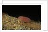 Porphyrophora violaceae (scale insect) - male larva by Anonymous
