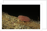 Porphyrophora violaceae (scale insect) - male larva by Anonymous