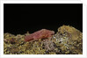 Porphyrophora violaceae (scale insect) - male pupa by Anonymous