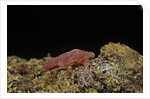 Porphyrophora violaceae (scale insect) - male pupa by Anonymous
