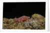 Porphyrophora violaceae (scale insect) - male pupa by Anonymous