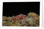 Porphyrophora violaceae (scale insect) - male pupa by Anonymous