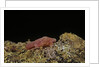 Porphyrophora violaceae (scale insect) - male pupa by Anonymous