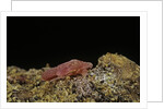 Porphyrophora violaceae (scale insect) - male pupa by Anonymous