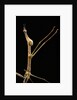 Proscopia luceomaculata (stick grasshopper) by Anonymous