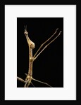 Proscopia luceomaculata (stick grasshopper) by Anonymous